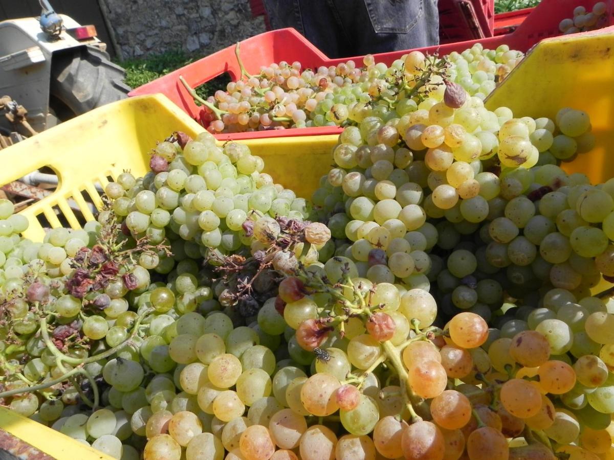 Agriturismo Il Cuscino Nel Pagliaio 캄필리아 마리티마 외부 사진